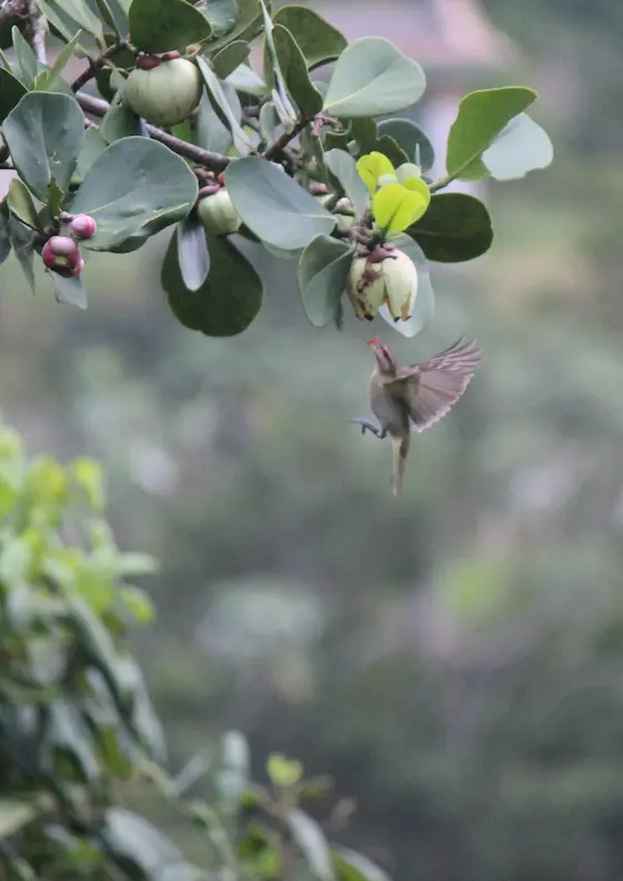 bird flying photo